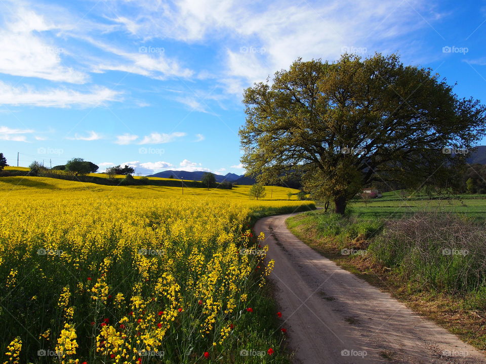 Scenic view of nature