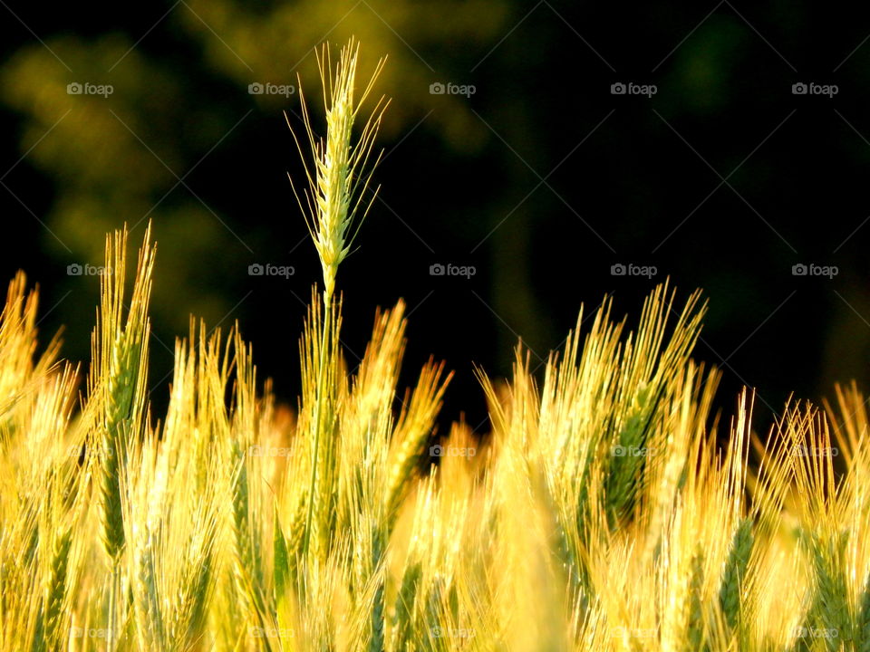 Growing wheat in the field