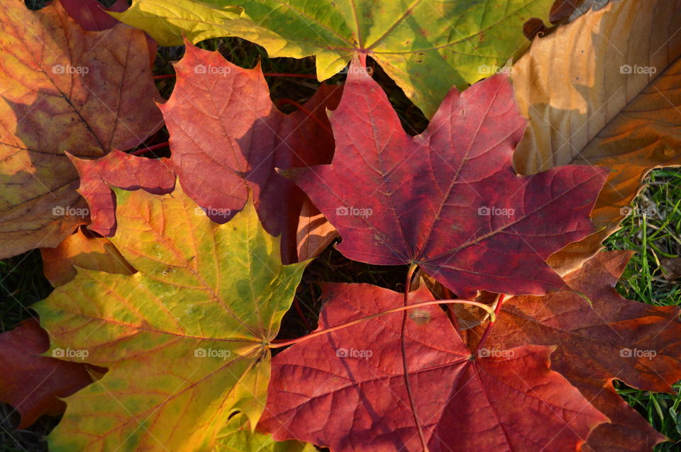 autumn in macro