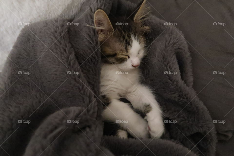 Cat, One, Portrait, Sleep, Fur