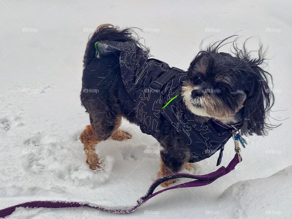 Snow Dog