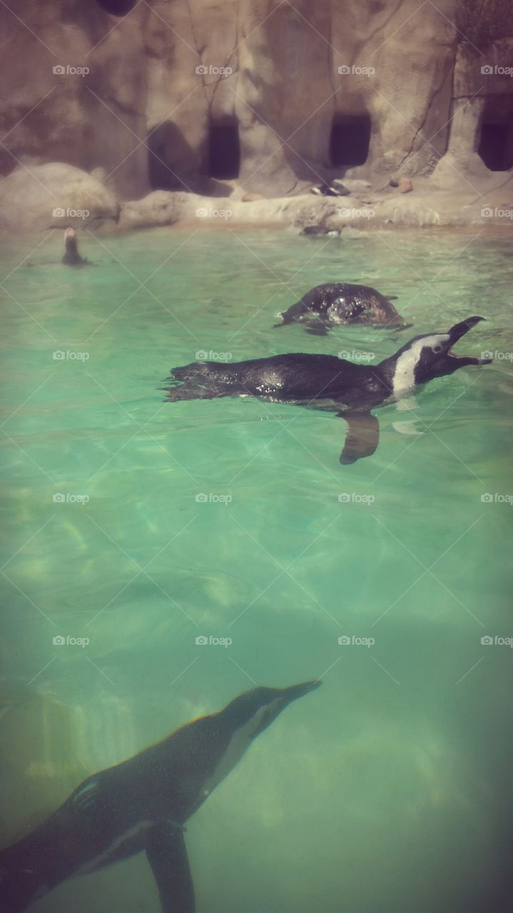 Penguins playing in the cool water in the hot summer weather.