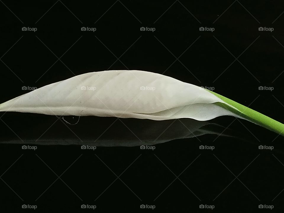 A few Shadow of White