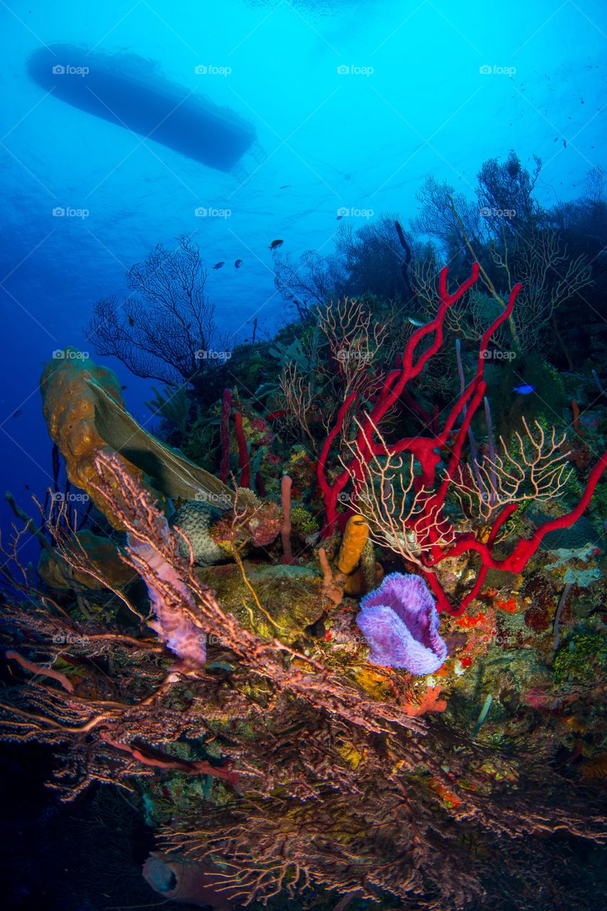 Underwater paradise.