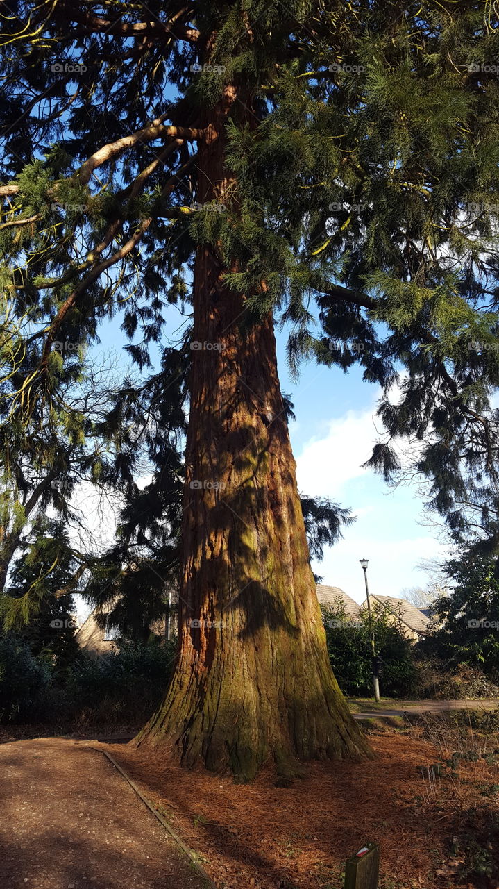 redwood  tree