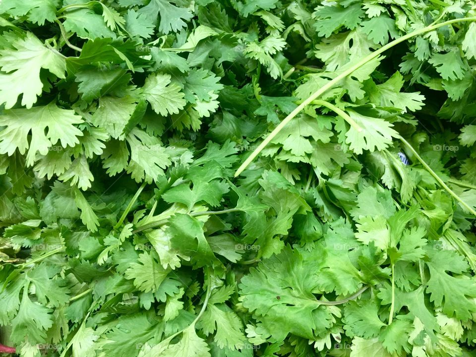 Cilantro