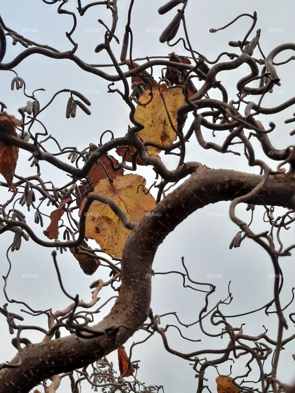 yellow leaves and gray branches of hazel against gray sky