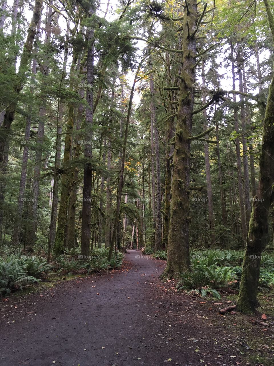 Forest path