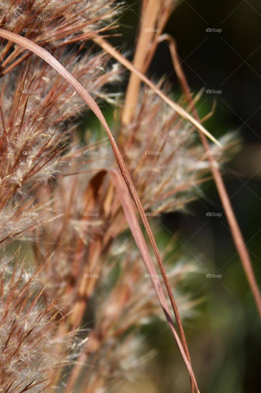 Beach Plant Up-Close