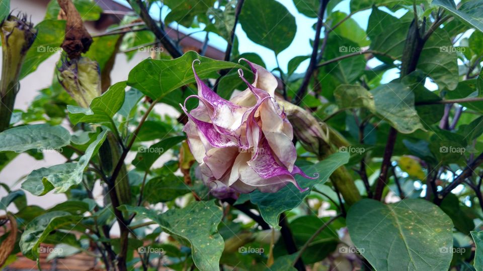 Flor bonita, com pétalas mescladas de púrpura com creme.