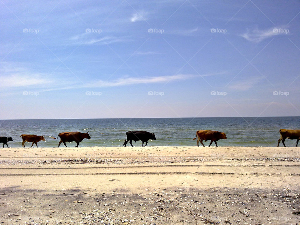 Cows and sea