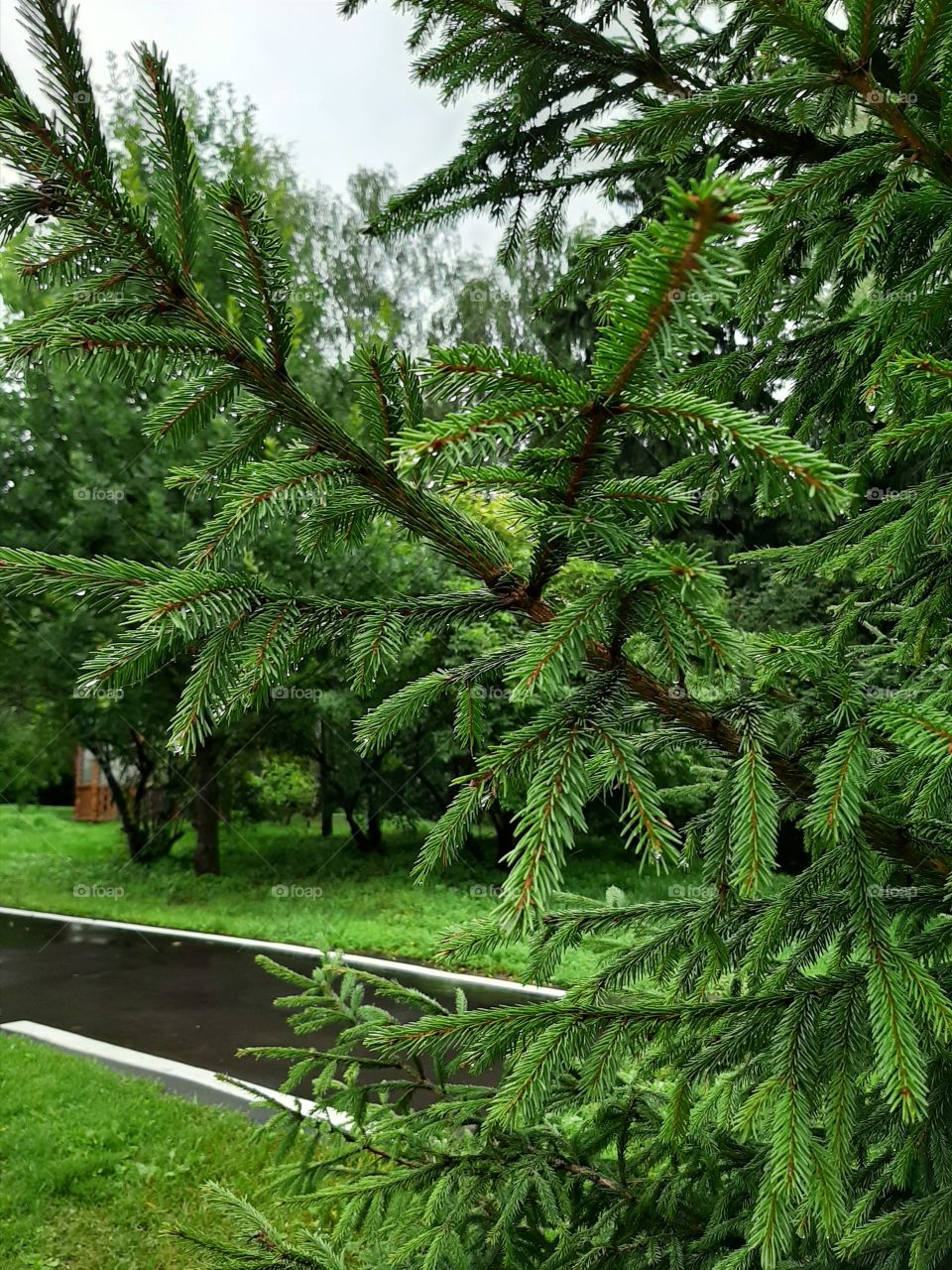 Очень  свежо   после   дождя!