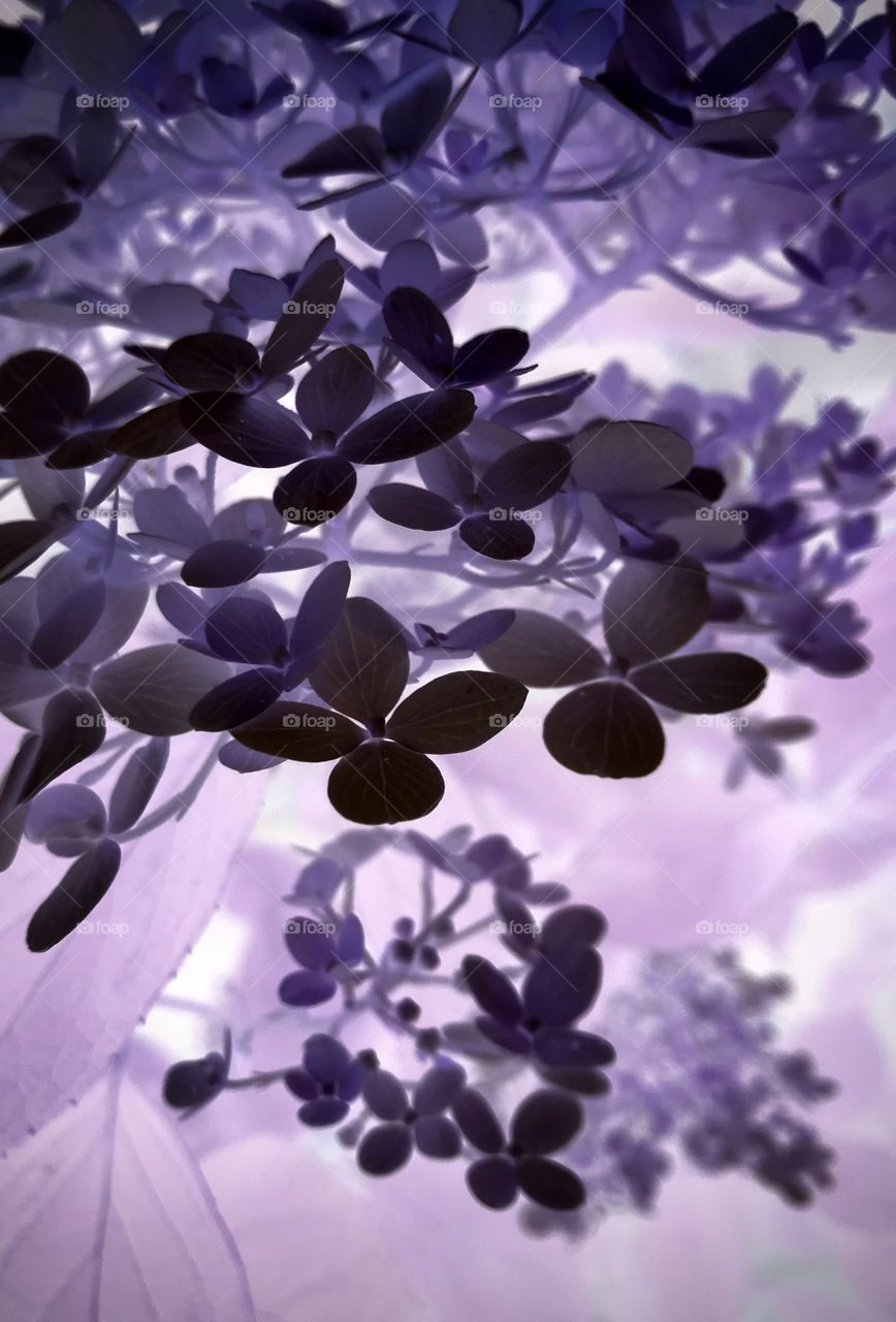 hydrangeas under translucent light