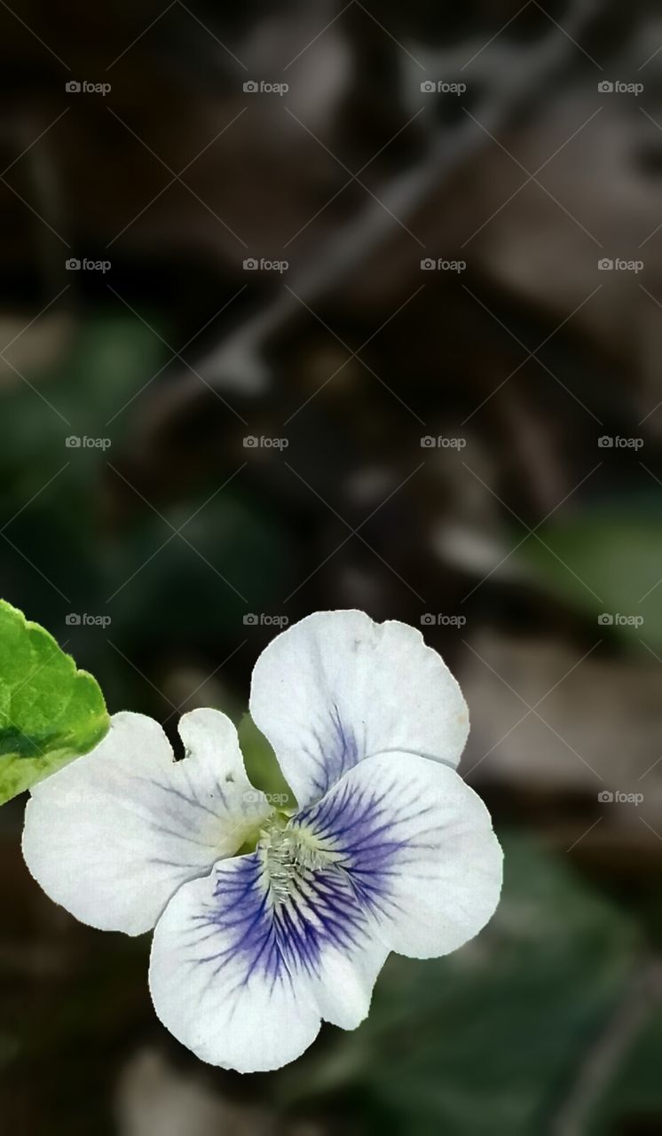 Common Blue Violet, Viola sororia Spring  Flowers (advertising layout)