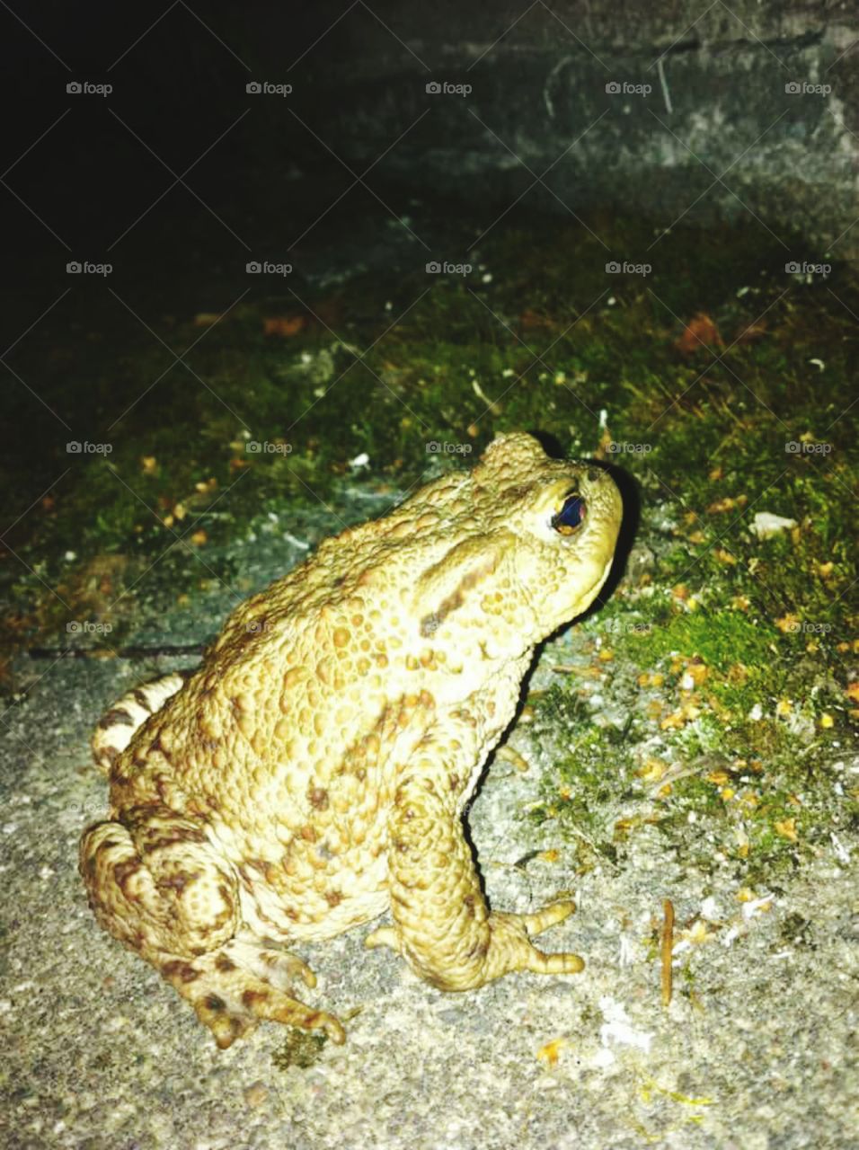 TOAD!!