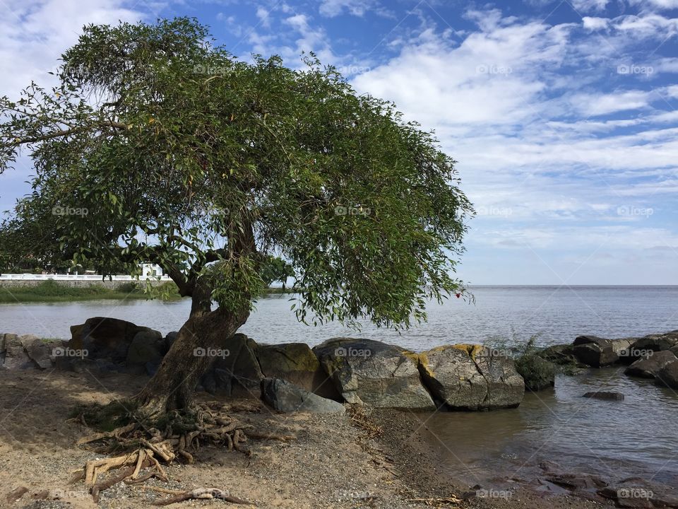 Tree growing near the river