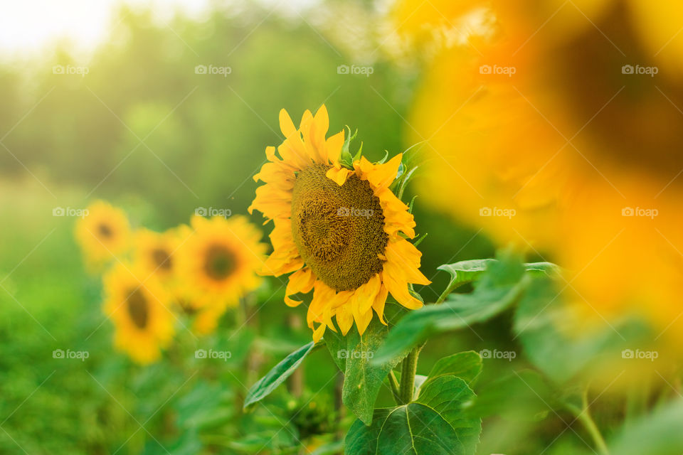 Sunflowers