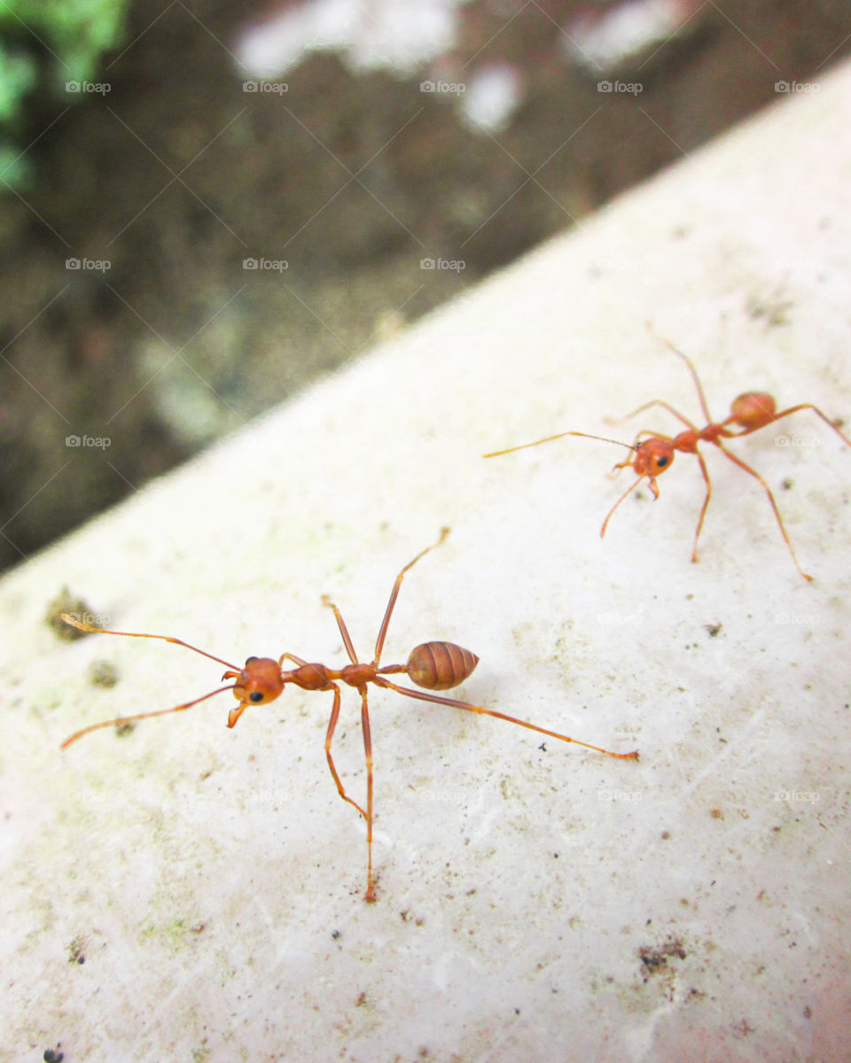Little Ants