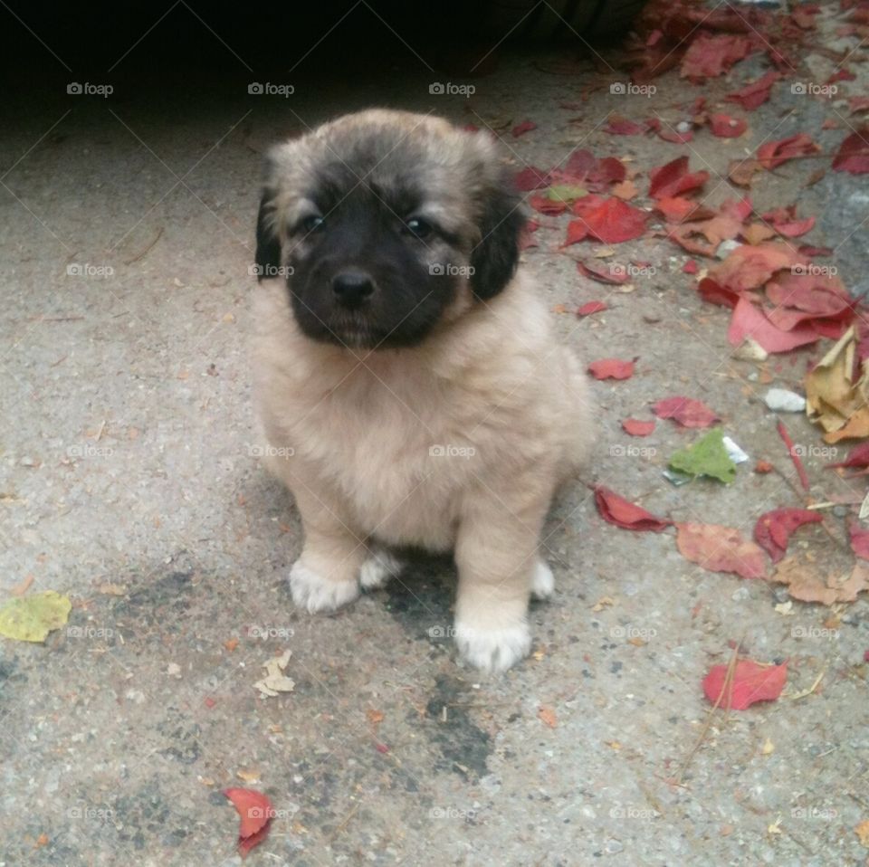 A puppy on the street