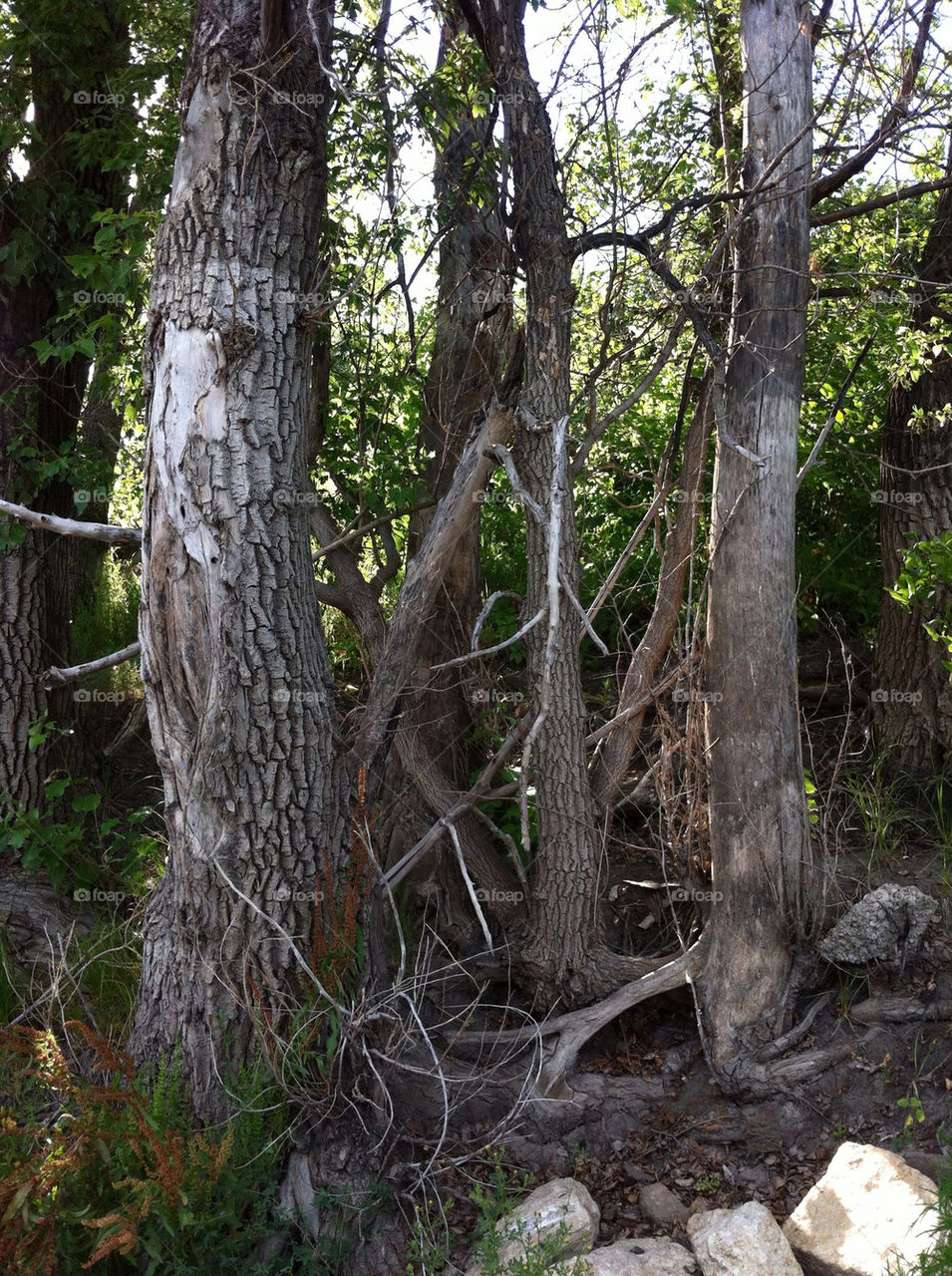 trees canada riverbank winnipeg by deco_guy