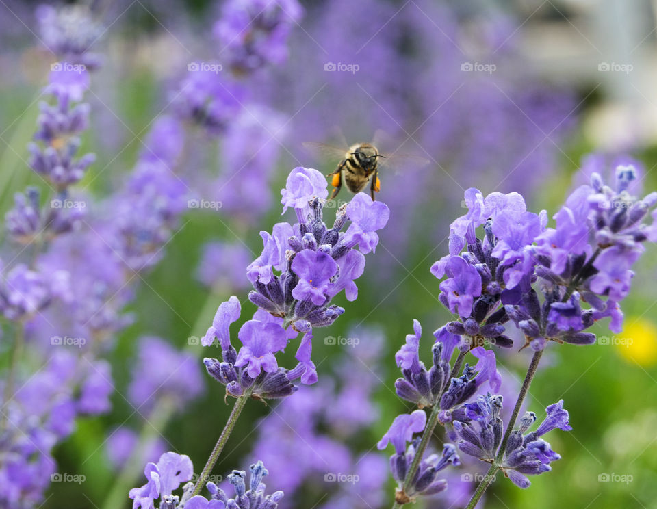 Bee flying above lavender flowers