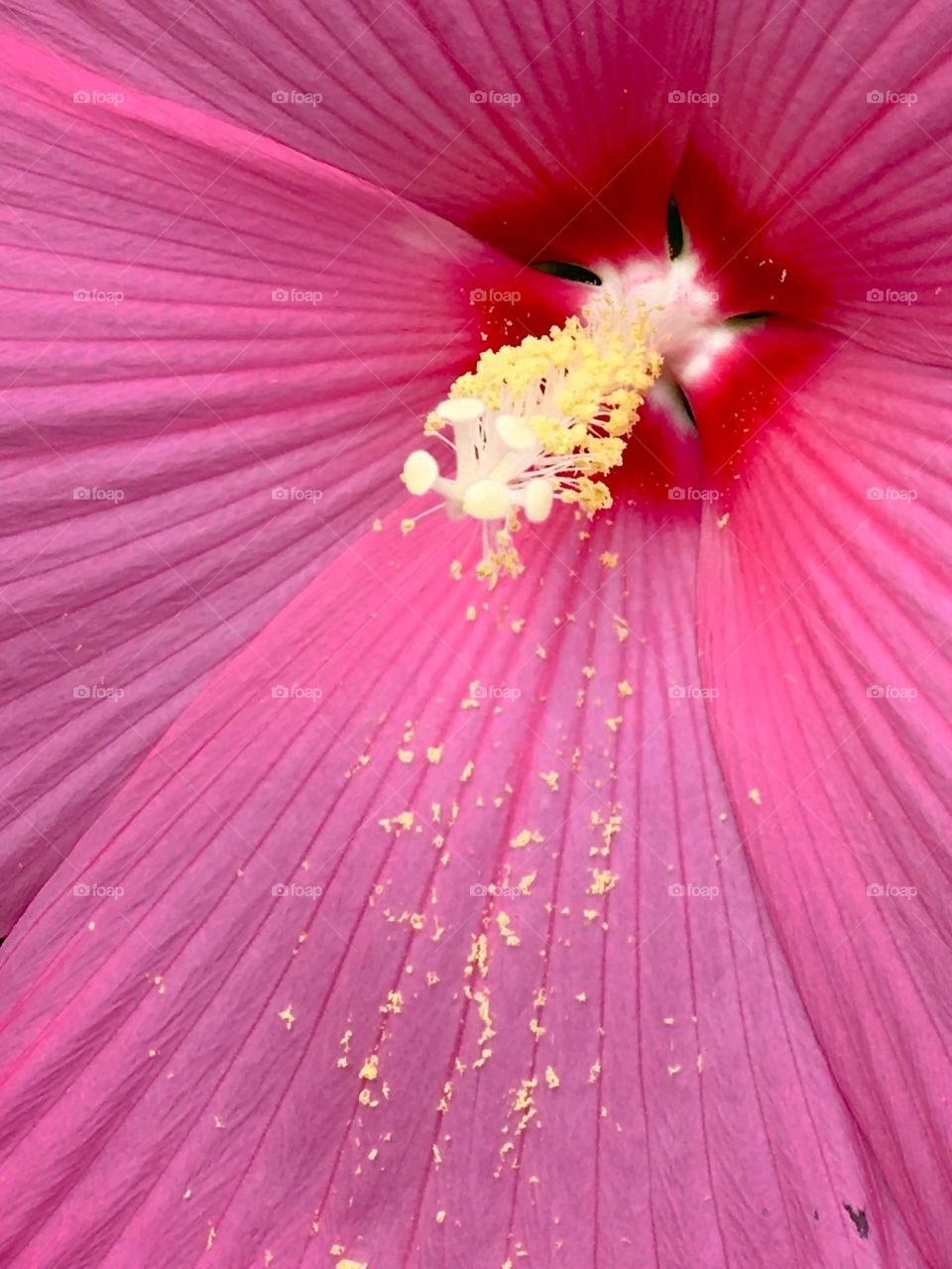 Pink flowery center