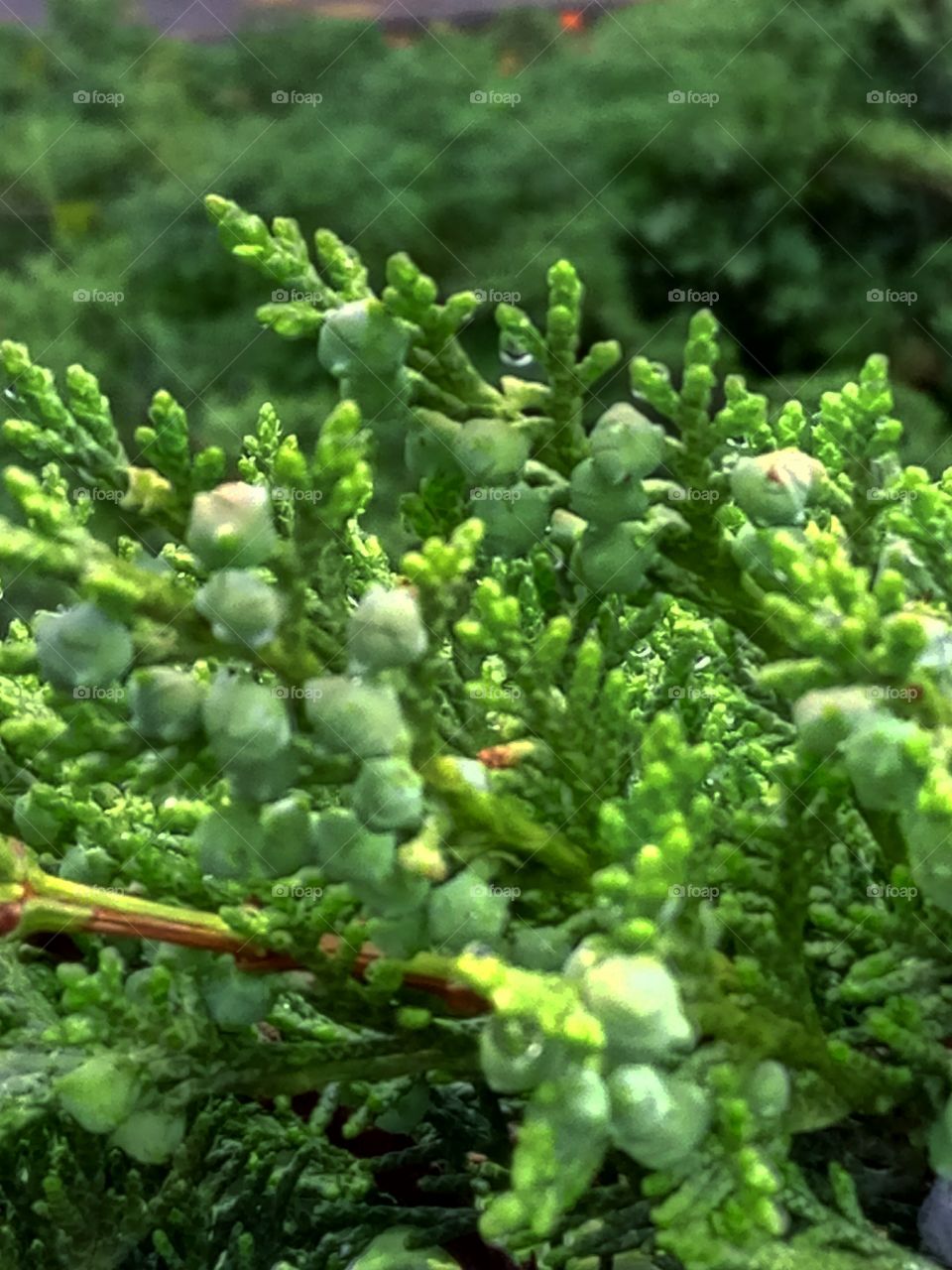 Leaf, Flora, Nature, Garden, Vegetable