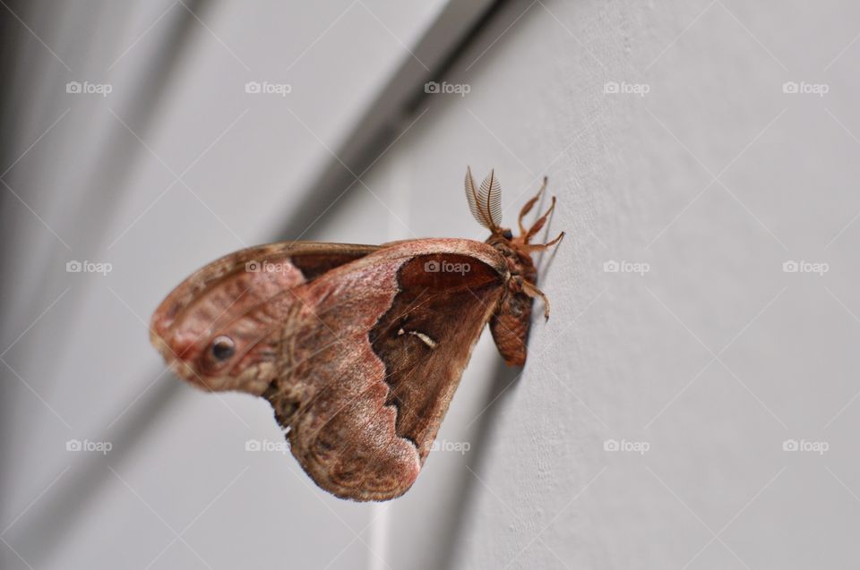 Moth on wall.
