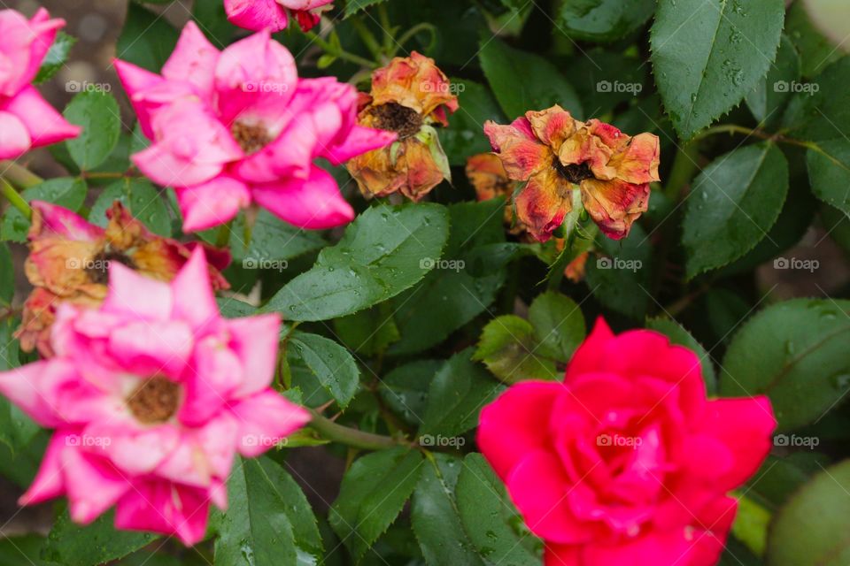 Knockout Roses in various stages of dying.  One rose blossom is dead and wilting, others are beginning to decline, while the other roses are vibrant and blooming. 