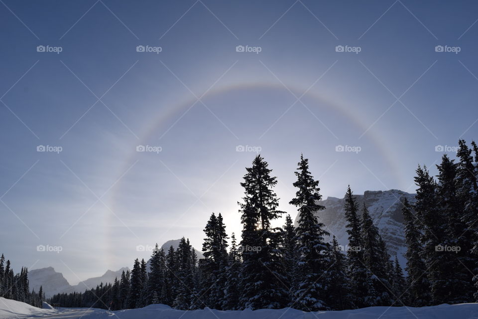 Snowbow Delight