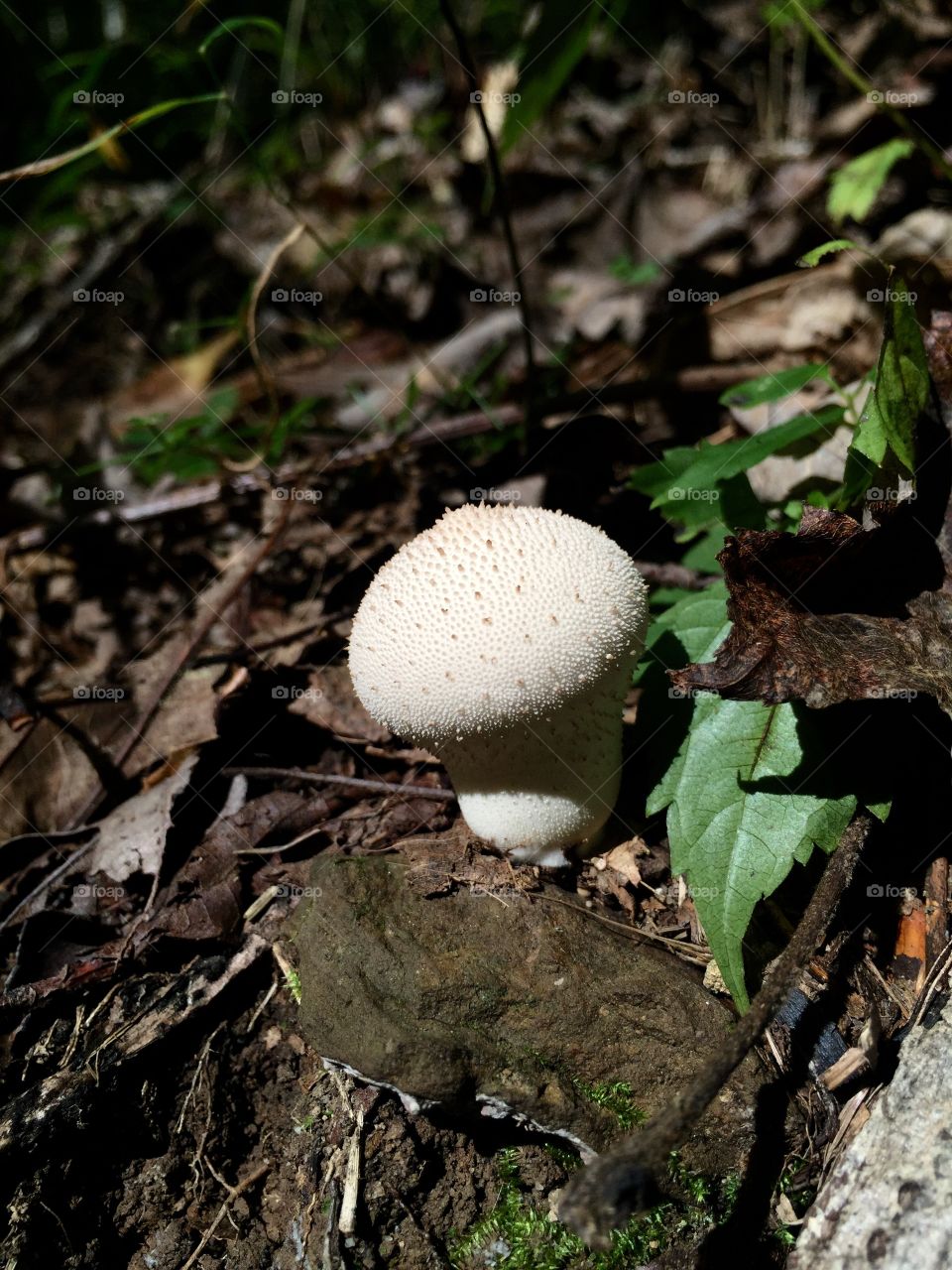 Mushroom