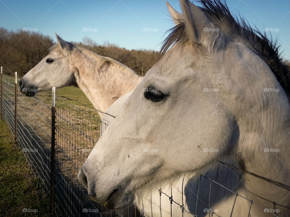 Gray Horses