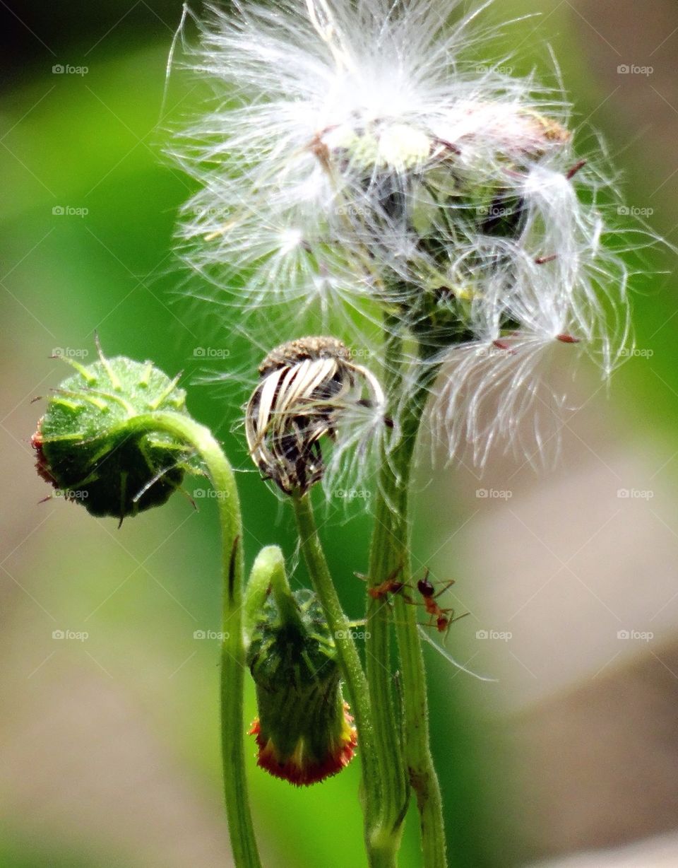 A beautiful plant