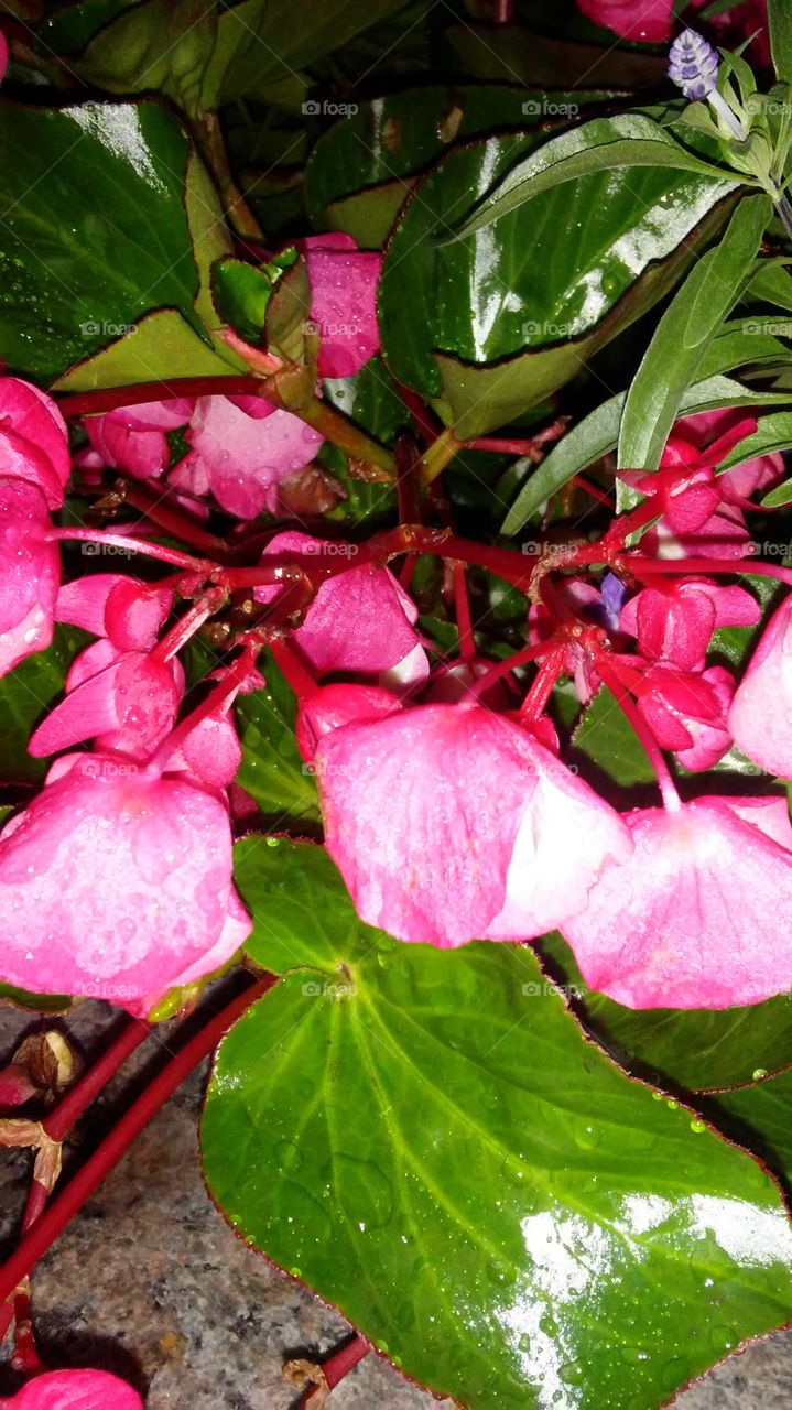 Leaf, Nature, No Person, Flora, Flower