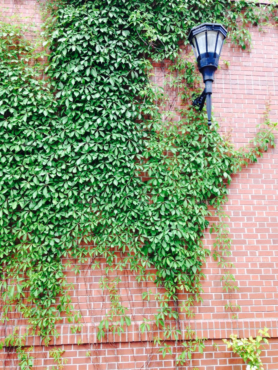 St. Thomas University