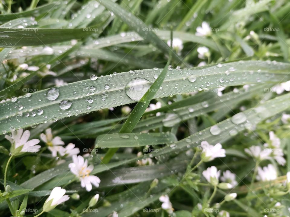 Spring rain