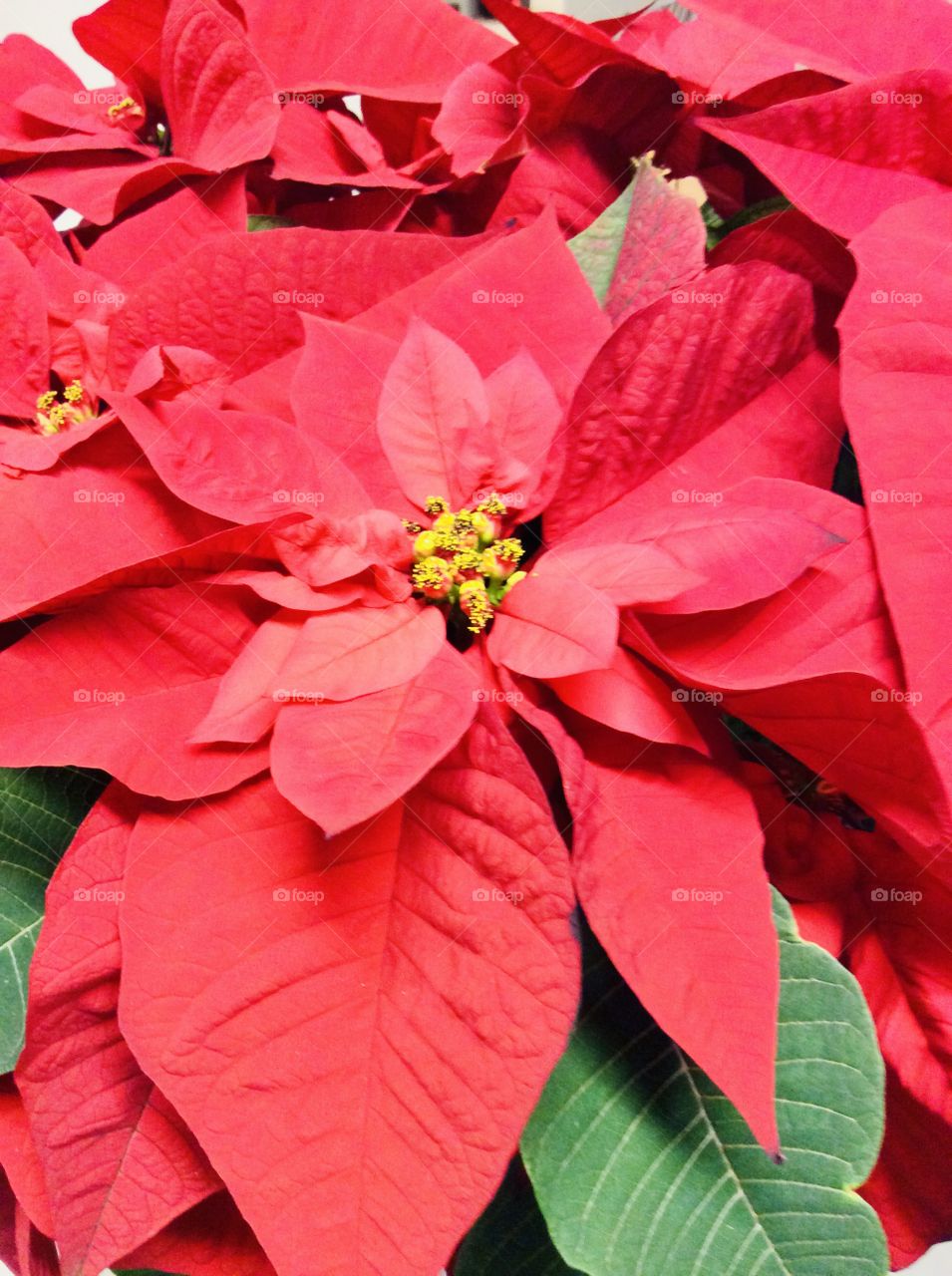 Poinsettia- Stunning, and popular flowers used widely during the Christmas season. 