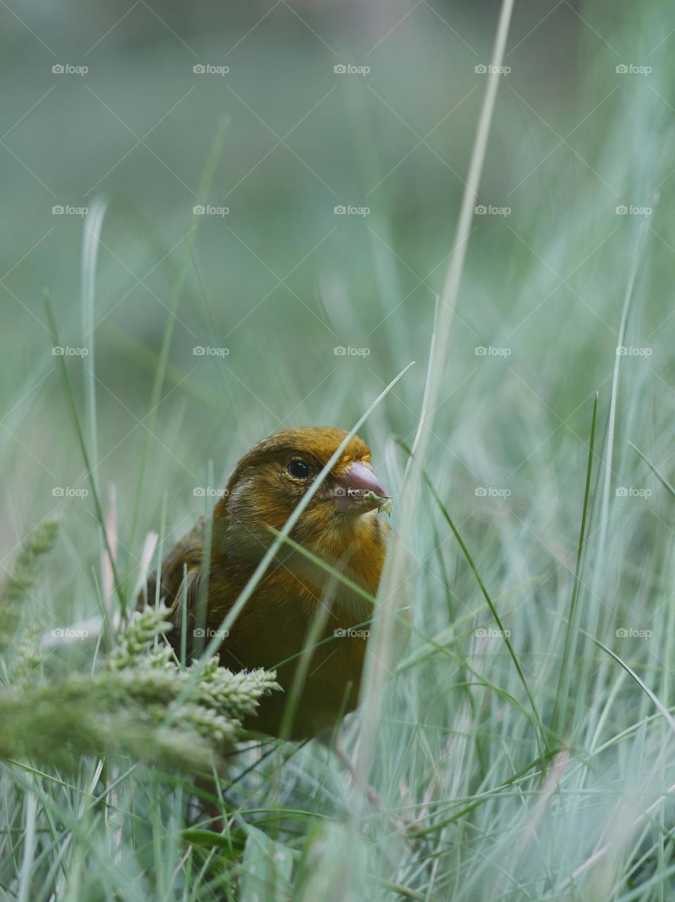 Canary bird perching in grass