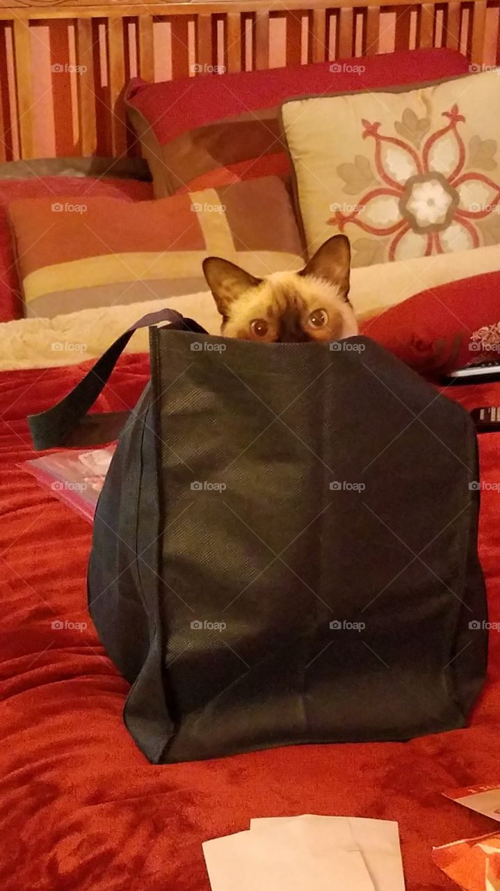 cat in the bag