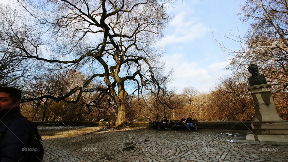 A majestic tree in Central Park