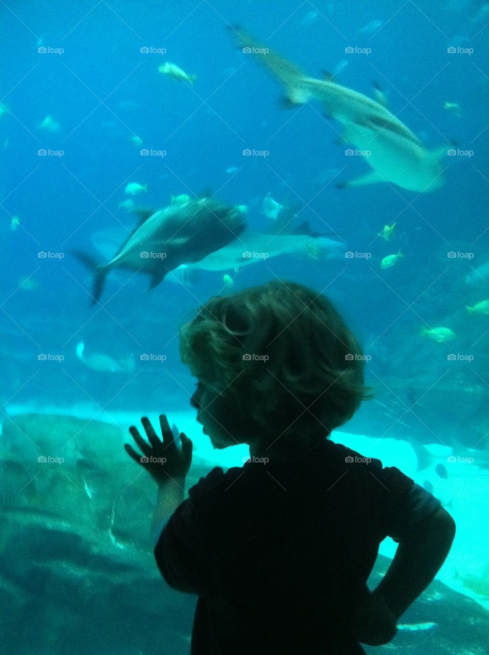 Exploring the Georgia Aquarium