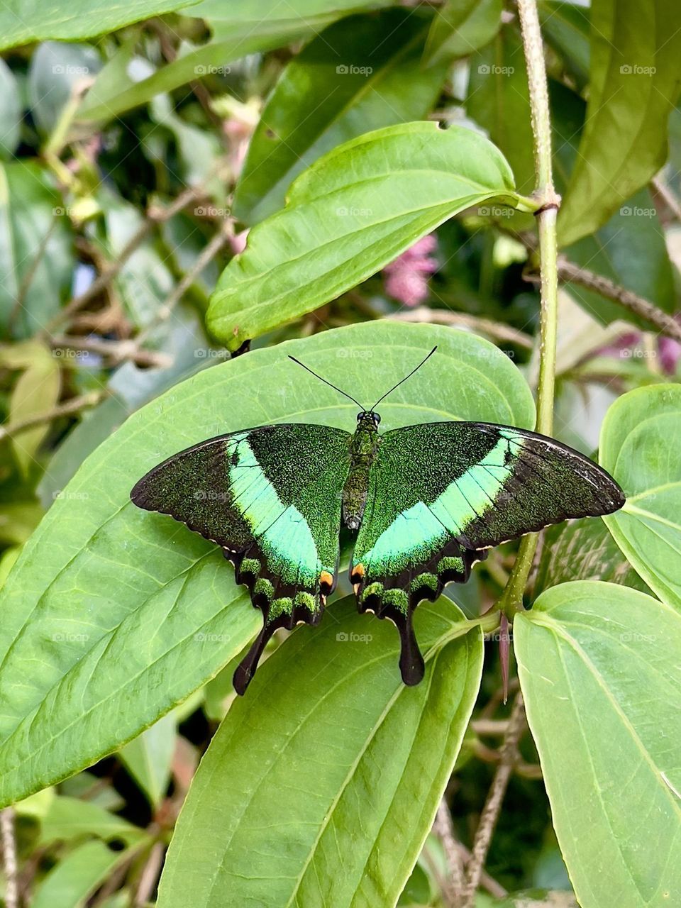 Big tropical butterfly sits on the green leaves 