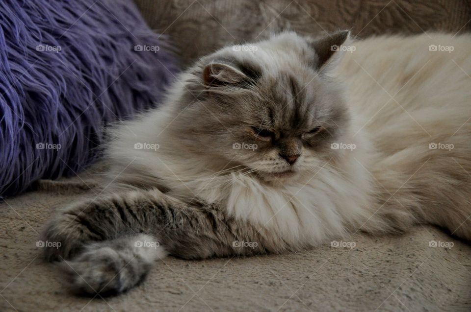 Sugar sitting Pretty!