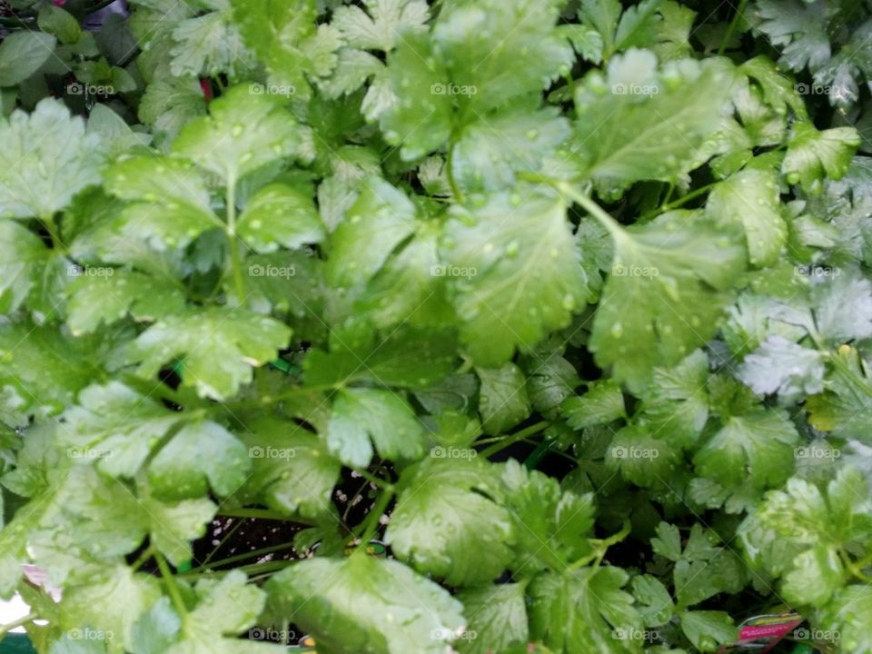 Parsley