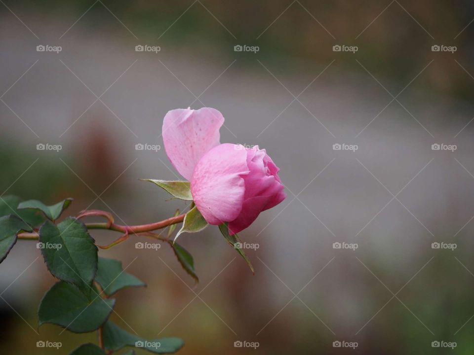 Last rose this fall smells like heaven
