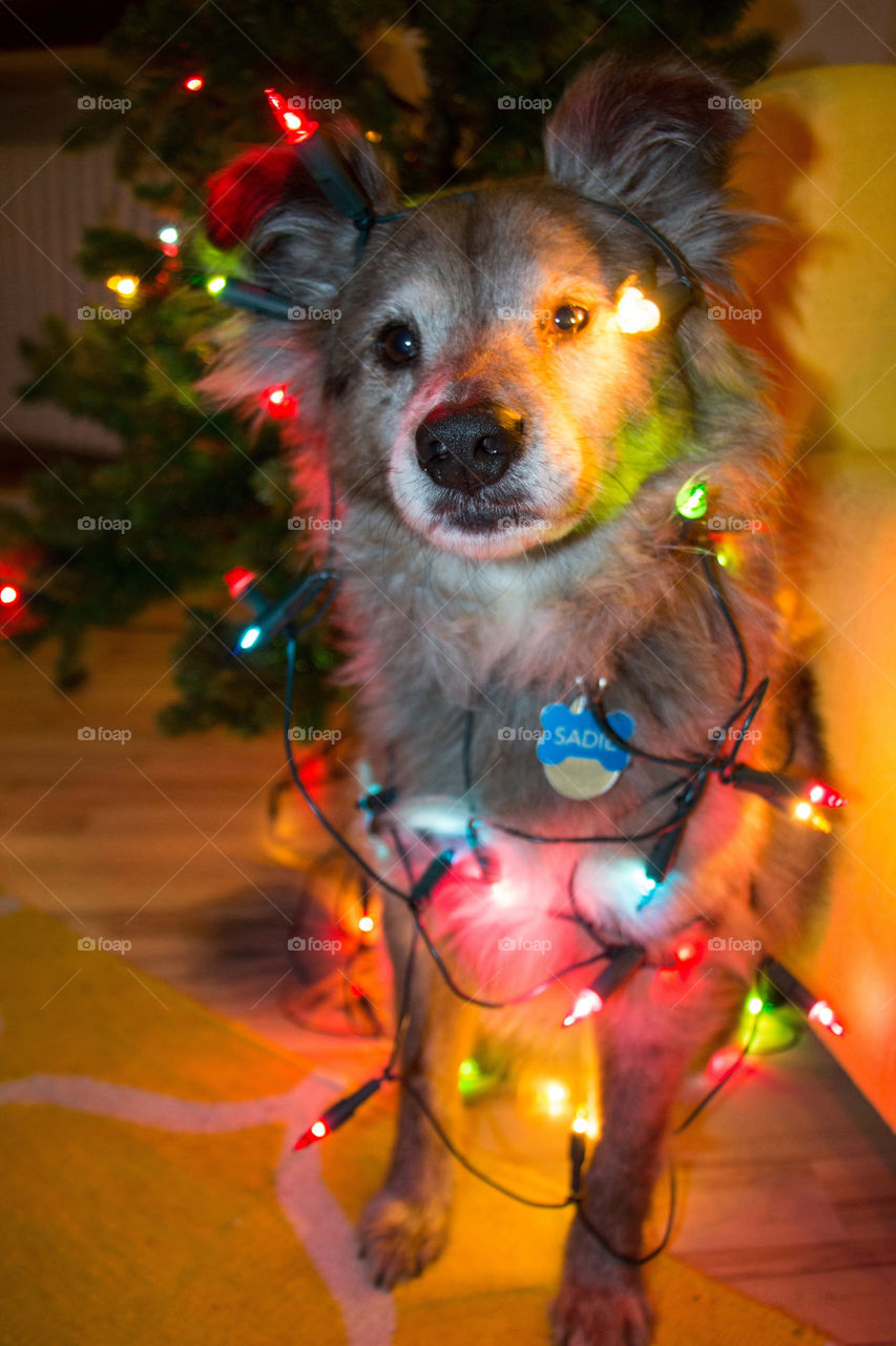 Dog covered in Christmas lights