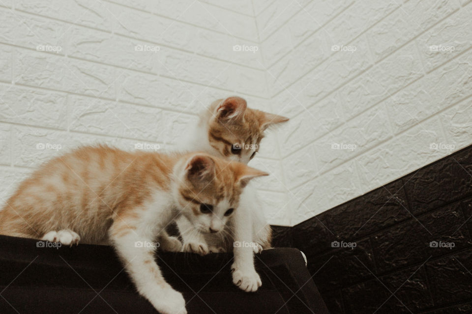 kitten sibling