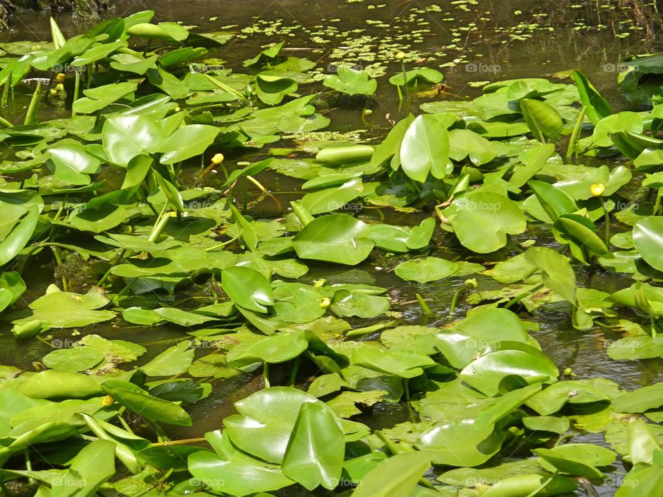 water lillies in Danube Delta leaves