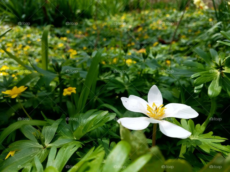 Spring wildflowers