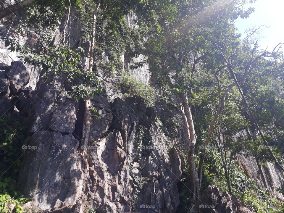 tree sunight and shadow